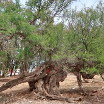 Knotty tree close to the beach of Torres de-Alcala